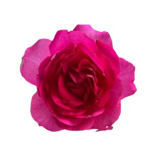 蔷薇大游行欧月大花浓香四季开花月季花苗爬藤月季花苗 藤本月季