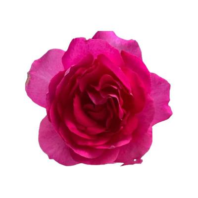 蔷薇大游行欧月大花浓香四季开花月季花苗爬藤月季花苗 藤本月季