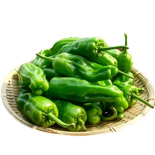 薄皮麻椒苗辣椒苗秧皱皮春四季盆栽青椒高产阳台室内辣椒种籽孑菜