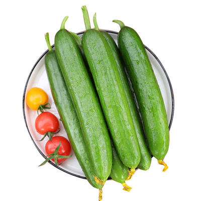 寿光蔬菜现摘新鲜水果小黄瓜5斤时令水果生吃脆青瓜包邮