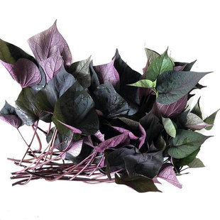 台湾紫薯苗新鲜食叶型地瓜苗 食用紫色番薯叶种苗板栗红蜜薯苗秧