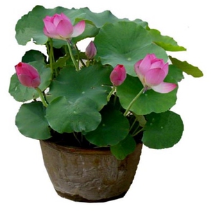 大型观赏荷花种藕 荷花苗 莲藕种苗 盆栽荷花种根茎 莲藕根块