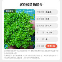 A comprehensive collection of aquatic plants: Blood-red court lilacs, mini ground-lying dwarf pearl chili banyan, Dutch scenery, and underwater leaf grass tank landscaping thumbnail 3