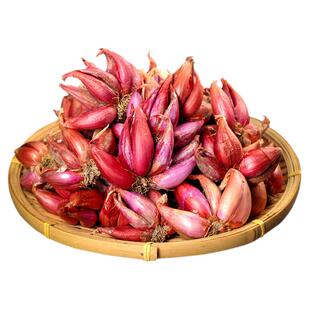正宗大红葱头5斤红皮干香葱头种头食用商用香料新鲜农家小火葱头