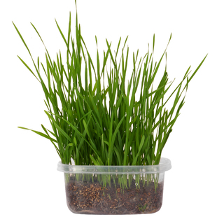 猫草种子水培猫零食除毛球化毛膏猫草种籽盆栽套装猫咪用品