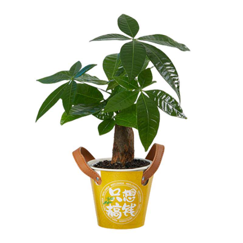 花点时间发财树盆栽室内