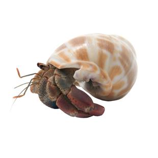 海洋观赏宠物蓝白寄居蟹海水可爱杂食清洁工好养耐活小丑鱼伴侣