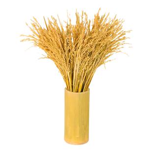 稻杆干稻穗稻谷子干花摆设装饰成熟水稻结婚庆祝拍摄影道具橱窗装