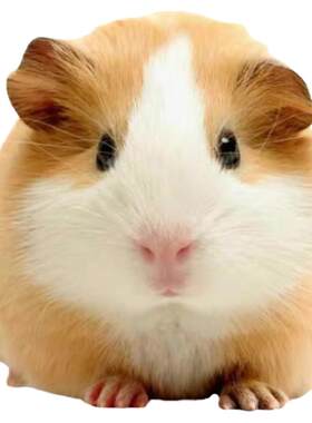宠物豚鼠活物价格实惠