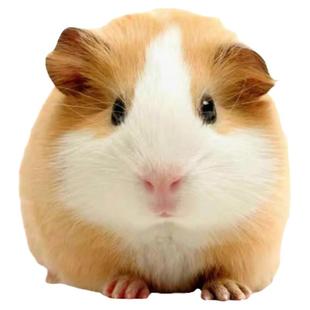 宠物豚鼠活物荷兰鼠白豚鼠幼崽荷兰猪幼体活物彩豚活体非美泰加州