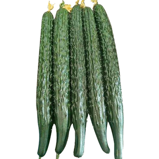 水果黄瓜种子旱黄瓜春夏秋蔬菜种籽老品种耐热黄瓜种孑海阳白玉