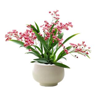 文心兰盆栽带花苞梦香兰办公室内开花卉绿植物兰花客厅秋冬好养活