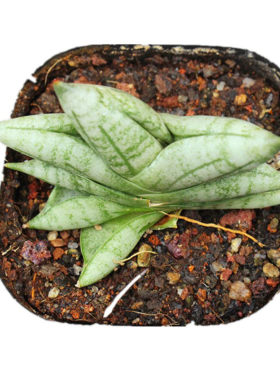 姬佛手虎皮兰泰国稀缺多肉植物