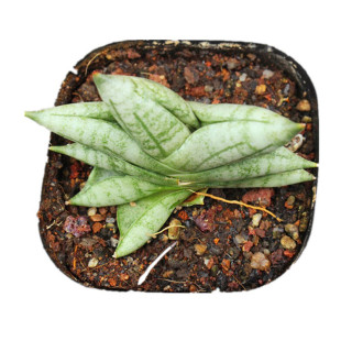 姬佛手虎尾兰 泰国进口 稀缺多肉植物小盆栽 迷你可爱萌花卉绿植
