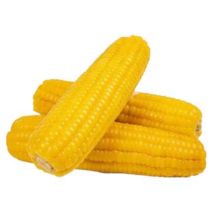 5斤几戈玉米正宗东北黑龙江北纬47黄金玉米带种植黄糯玉米铝箔装