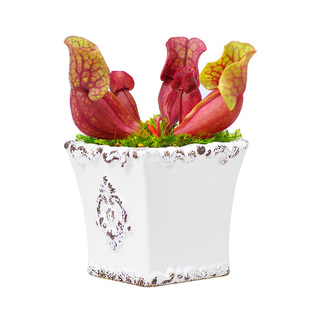 紫色瓶子草小虫草堂食虫植物盆栽食人花捕蝇草食虫草猪笼草室内