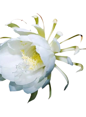 海蒂的花园昙花多年生好养花卉