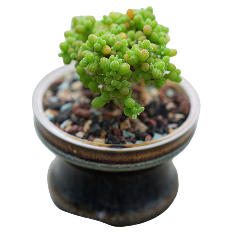 枝干番杏球室耐旱好养多肉植物
