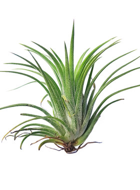 海蒂的花园空气凤梨植物客厅