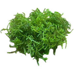 散装莫斯划算阴性水草慕斯沉木造景草缸三角怪蕨垂泪新手入门莫丝
