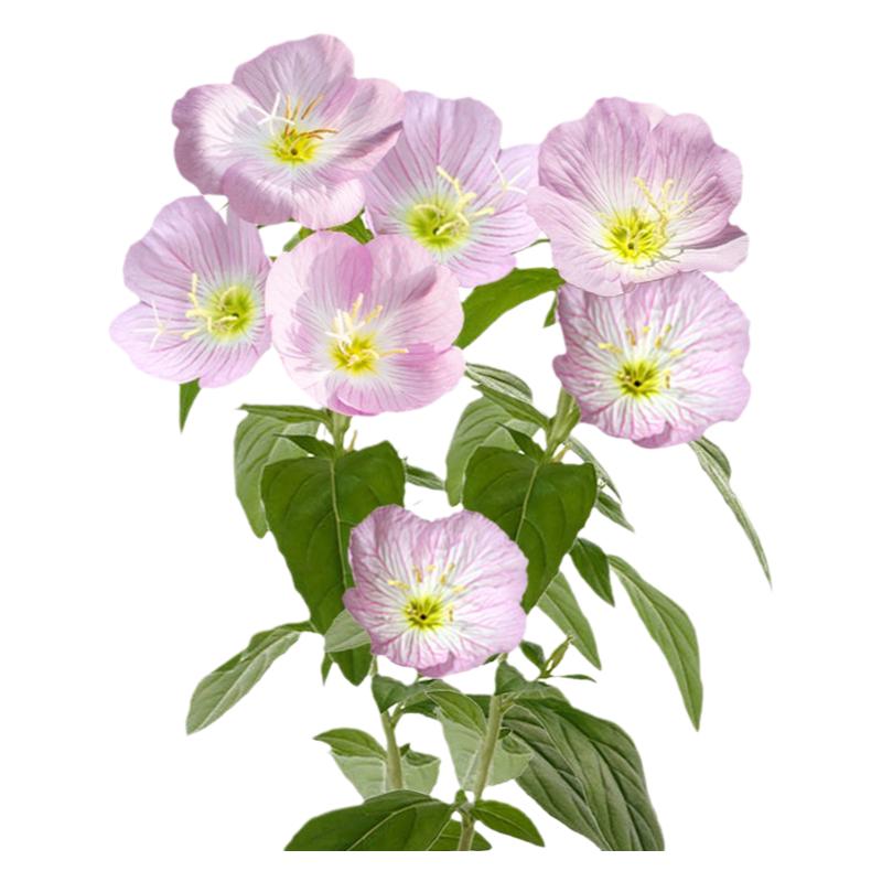 多年生宿根花卉美丽月见草种子籽