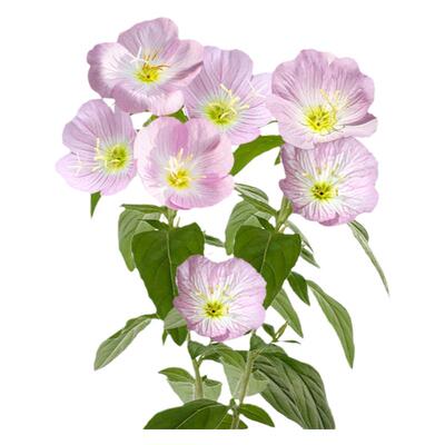 多年生宿根花卉美丽月见草种子籽