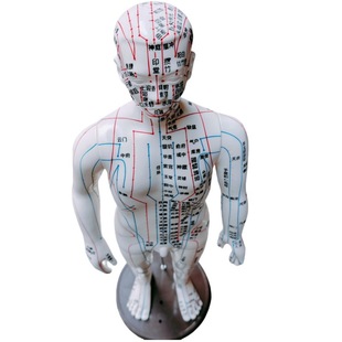 针灸人体模型中医经络小铜人人体穴位模型十二经络全身男女小皮人扎针培训教学全身彩色清晰刻字不会褪色模型