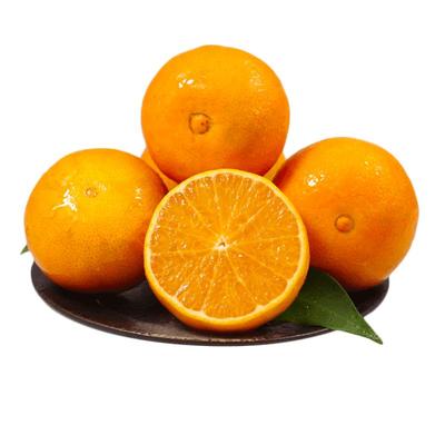 顺丰现货爱媛果冻橙【商超品质】