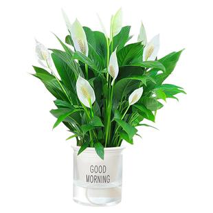 白掌一帆风顺盆栽水培植物办公室内桌面好养花卉红掌绿植绿萝四季