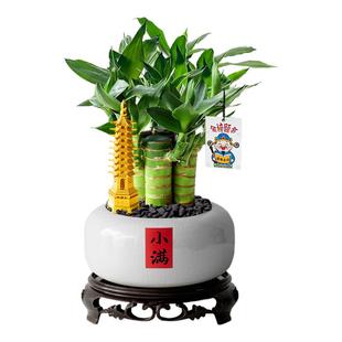 4支文昌竹金榜题名水培富贵竹小盆栽办公室植物客厅室内书桌绿植