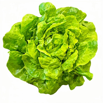 耐高温耐抽苔抗热半结球生菜种子
