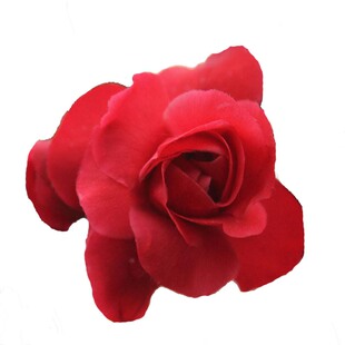 红千鸟海棠日本海棠花一物一拍新品种红色无刺办公司阳台客厅庭院