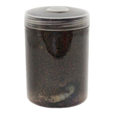 独角仙幼虫新手套餐包含木屑食物