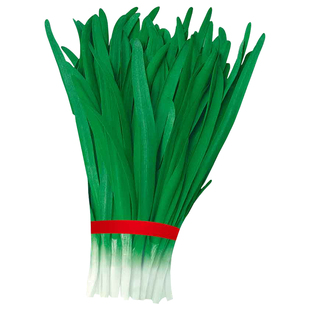 雪韭韭菜种子种籽子苗宽叶四季盆栽根蔬菜籽种大叶根苗孑菜籽批发