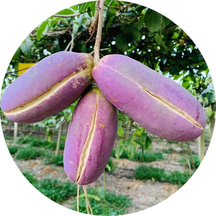 八月瓜种籽八月炸种子贵州野生8月瓜树苗籽少肉多庭院南北方种植