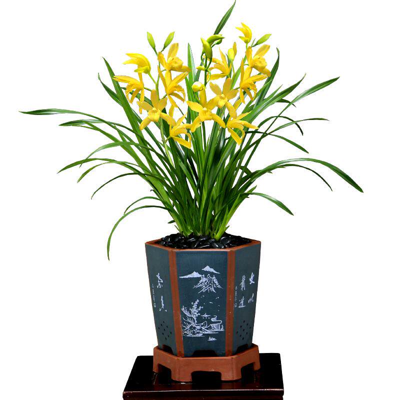 翁源四季建兰花苗大花蕙兰黄金小神童带花浓香好养室内绿植卉盆栽