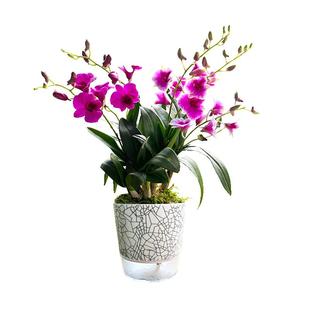 艾莹兰花苗 双色红泼墨石斛兰 现带花苞出售客厅好养盆栽花卉绿植