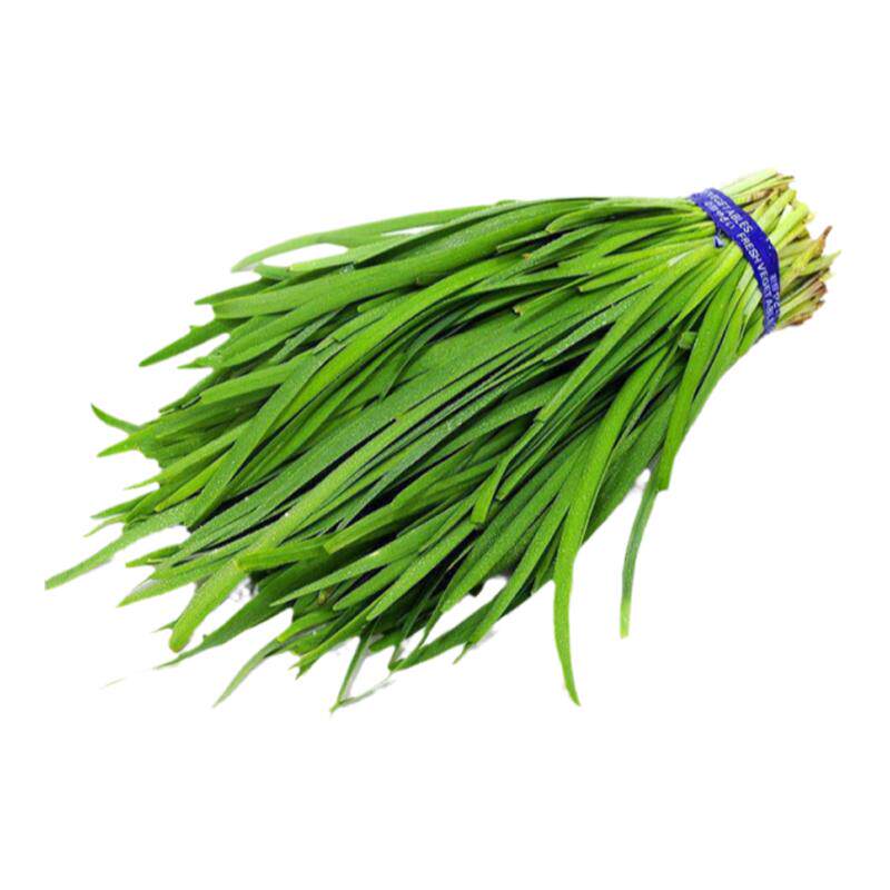 韭菜种子种籽子苗菲菜韭黄四季菜种盆栽根蔬菜菜种籽种孑小叶大全