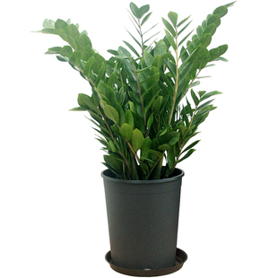 金钱树盆栽大型办公室客厅室内绿植开业乔迁送礼招财植物广州同城