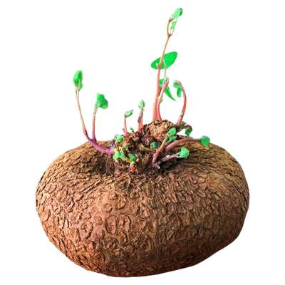 红藤山乌龟圆叶植物盆景绿植
