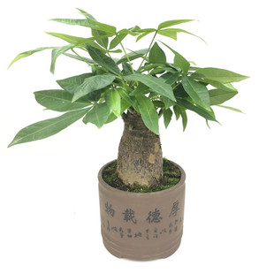 中型发财树盆栽室内办公室绿植净化空气商铺开业客厅招财树盆景