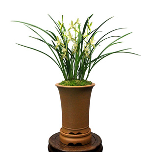 德芳兰业兰花四季建兰素心铁骨天香阳台客厅浓香花卉绿植园艺盆栽