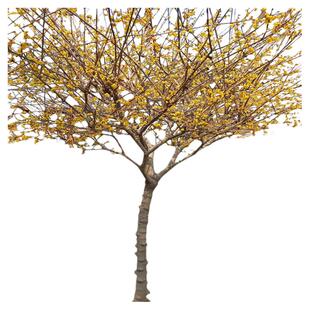 庭院地栽型高杆蜡梅花树苗鄢陵素心磬口檀香虎蹄大花浓香花奴园艺