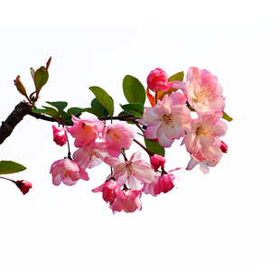 垂丝海棠花树苗庭院地栽室外盆栽南方北方耐寒耐热木本花卉植物