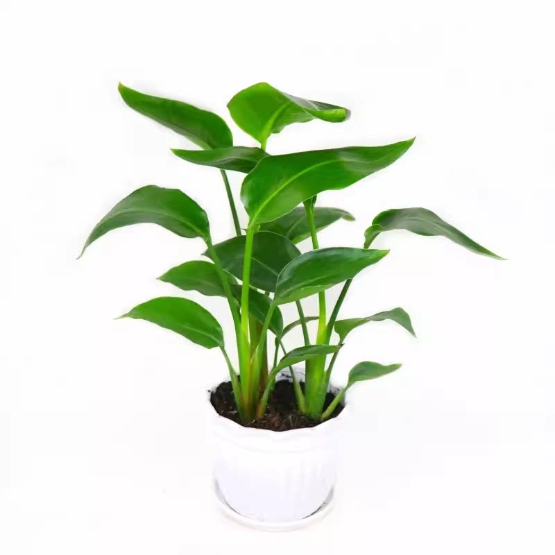 君子兰盆栽精品绿植花卉植物室内桌面绿植