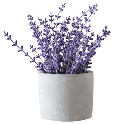 薰衣草种子全株有浓郁的芳香