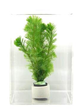 鱼缸造景活体植物水族箱装饰真水草中后景有茎草水草套餐好养耐活