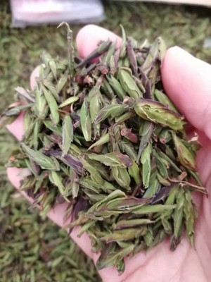 云南2024年特级野生古树茶春茶绿茶紫芽孢苞桃花醉500克散装包邮