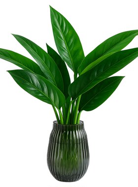 金钻净化空气绿萝水培植物
