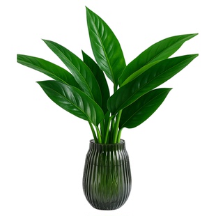 金钻盆栽净化空气绿萝水培植物绿植四季常青办公室内桌面摆件好养